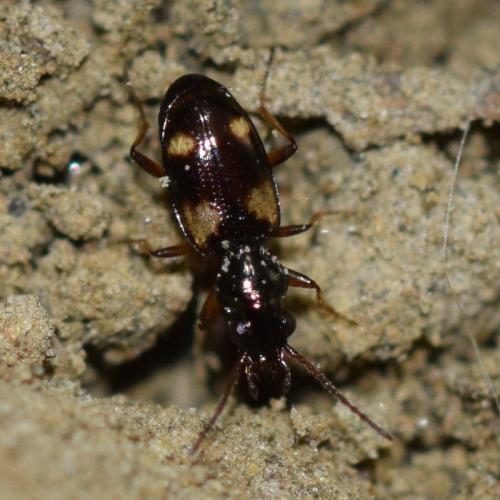 Réf. 312 380 : Bembidion quadrimaculatum